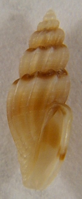 Mangelia unifasciata